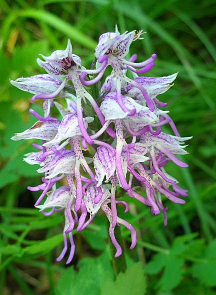 Orchis simia